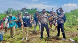 Panen Singkong Perdana di desa Bobane Dano, Jailolo Selatan, || Foto: Istimewa