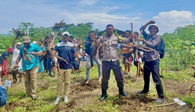 Panen Singkong Perdana di desa Bobane Dano, Jailolo Selatan, || Foto: Istimewa